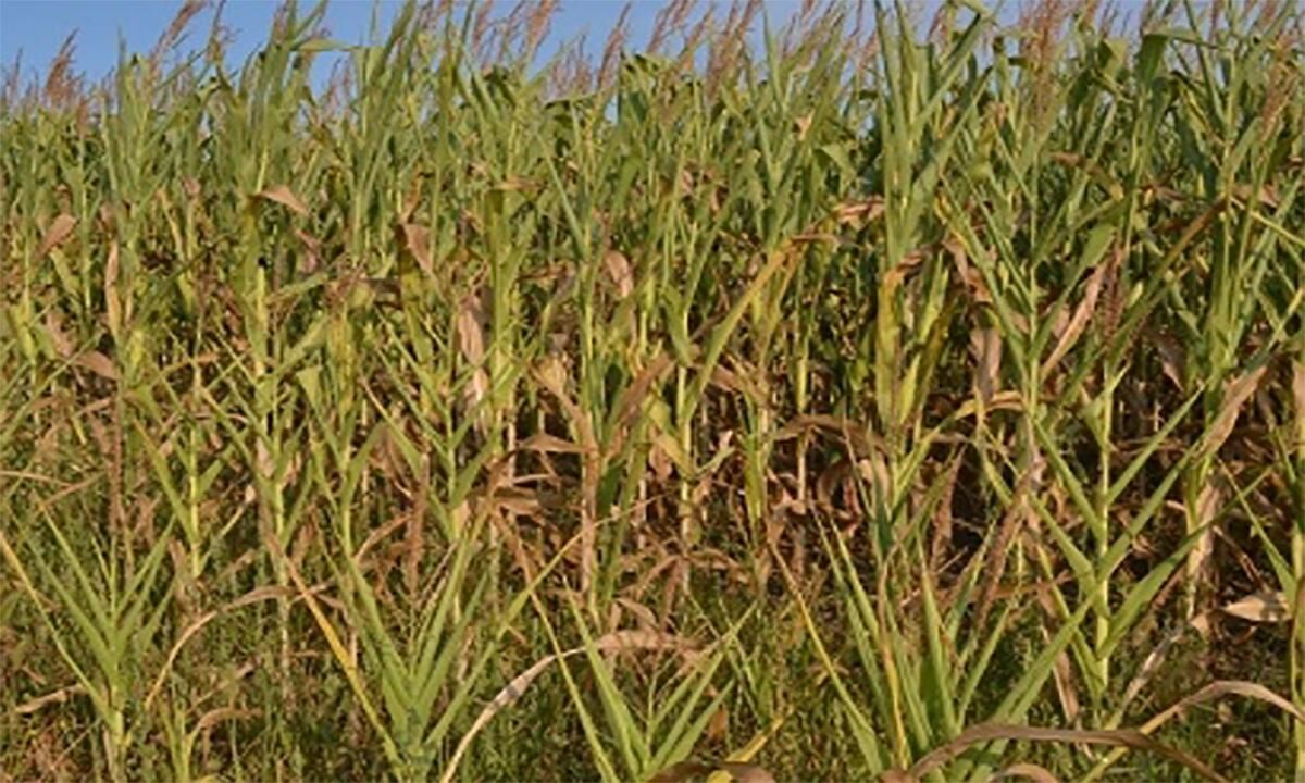 Mngmnt Drought Stressed Corn